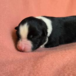 Vera - Black tri-color female Australian Shepherd puppy in Kingman, Arizona from Long Mt Aussies