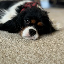 Daisy - Cavalier King Charles Spaniel