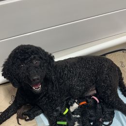 Labradoodle Puppies from Mud Puppies