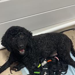Labradoodle Puppies from Mud Puppies