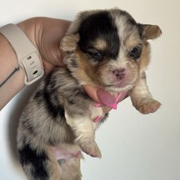 Seven - Blue merle and white male American Corgi puppy in East Oakdale, California from Rhettro Kennels