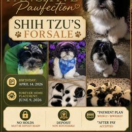 Shih Tzu Puppies from Adams Pawsitive Pawfection