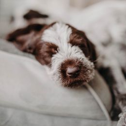 Wirehaired Pointing Griffon Puppies from Double Barrel Griffons