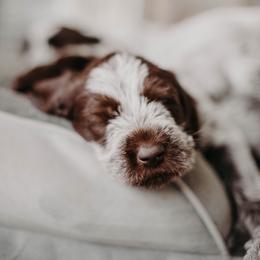 Wirehaired Pointing Griffon Puppies from Double Barrel Griffons