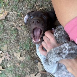 Bandit - (Boy 4 - Black) - Liver roan male German Shorthaired Pointer puppy in Keller, Texas from Jerri Ford