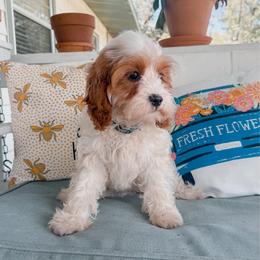Willow - Blenheim female Cavapoo puppy in Live Oak, Florida from Grams Poodle Babies