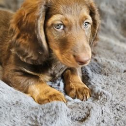 Dachshund Puppies from butter beans babies