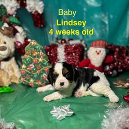 Lady Rose(Lindsey) - Tri-color female Cavalier King Charles Spaniel puppy in Broken Arrow, Oklahoma from Cavalier King Charles Heartland
