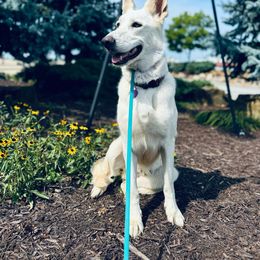 Sophie - German Shepherd