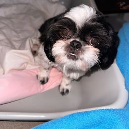 Sisi - Shih Tzu