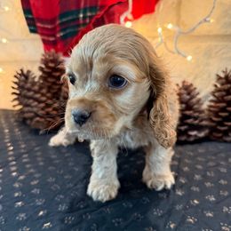 Purple Girl - Buff female Cocker Spaniel puppy in Ardmore, Oklahoma from Grace Cocker Spaniels