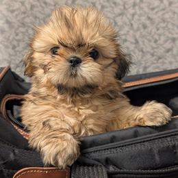 Page - Gold female Shih Tzu puppy in Surprise, Arizona from Arizona Shih Tzu