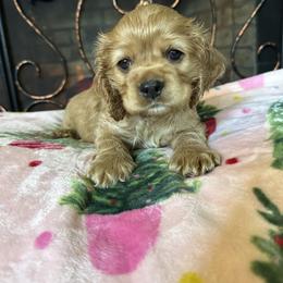 Cocker Spaniel Puppies from Fleur de Lis Cockers- Cuchna Cockers