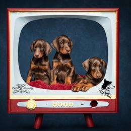 Dalmatian and Doberman Pinscher Puppies from Lorelei Legends