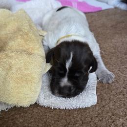Timber - Brown and gray male Wirehaired Pointing Griffon puppy in California from Rocking S Griffons