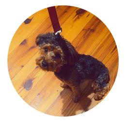 Biewer Terrier, Yorkipoo, and Yorkshire Terrier Puppies from Tiny Paws Luxury Pets