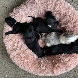 Aussiedoodle and Bernedoodle Puppies from Hickory Hideaway Doodles