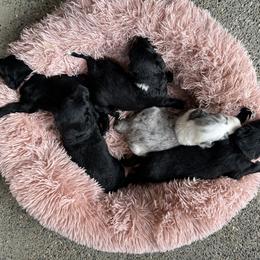 Aussiedoodle and Bernedoodle Puppies from Hickory Hideaway Doodles