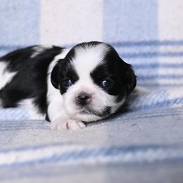 Dash - Black and white male Shih Tzu puppy in Montrose, Colorado from Nana's Happy Pups