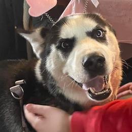 Siberian Husky All Grown Up from WolfPackk