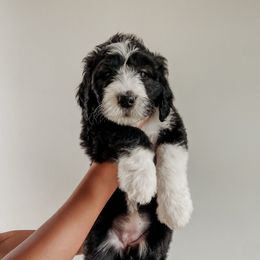 Reece - Black and white female Sheepadoodle puppy in Wabash, Indiana from DOODCompany