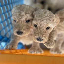 Goldendoodles from The Sunny Doodle