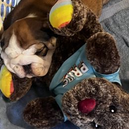 Bulldog Puppies from K&D Bulldogs