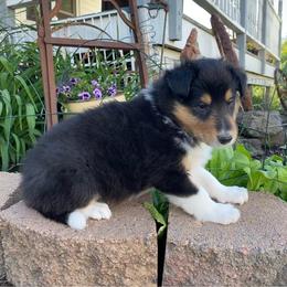 Duncan - Black white and tan male Collie puppy in Hinckley, Minnesota from Rusty Spur Collies