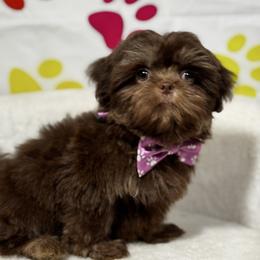 Girl 2 - Chocolate and tan female Shih Tzu puppy in Los Angeles, California from For the Love of Shih Tzus
