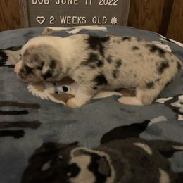 American Corgi Puppies from Mac-Kuz Kennels