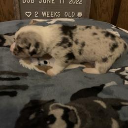 American Corgi Puppies from Mac-Kuz Kennels