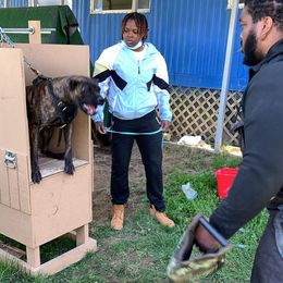 Cane Corso All Grown Up from Off The Chain