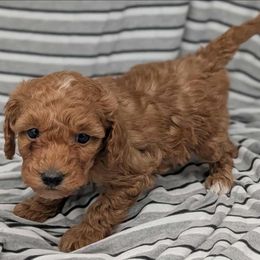 Shaggy - Apricot male Cavapoo puppy in Salem, New Jersey from Dreamy Night Doodles