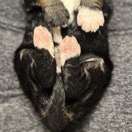 Bernedoodle Puppies from Jeanie’s Doodles