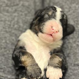 Bernedoodle Puppies from Jeanie’s Doodles