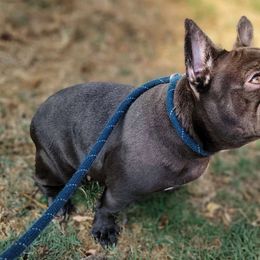 Ellie - French Bulldog