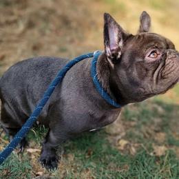 Ellie - French Bulldog