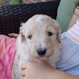 Georgie - White female Bernedoodle puppy in Woodland, Georgia from Bethel Doodle Ranch