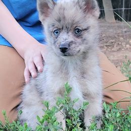 Merle pup - Merle male Pomsky puppy in Gladstone, Virginia from Rustic Charms Miniature Huskys