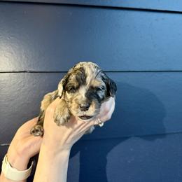 Bernedoodle, Cavalier King Charles Spaniel, and Poodle Puppies from Ellas.Pups (Bernedoodles & Cavapoos)