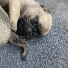 Pug Puppies from Immaculate Pugs