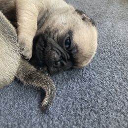 Pug Puppies from Immaculate Pugs