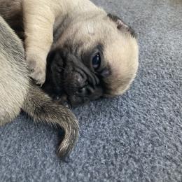 Pug Puppies from Immaculate Pugs