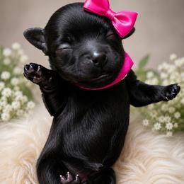 Channel - Black female Shihpoo puppy in Delphos, Ohio from Route 66 Poodles & Doodles, Sapphire Shih-tzu's of Ohio