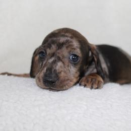 Ada ( very unique and very small) - Dapple female Dachshund puppy in Fairfax, Iowa from Grayson’s Lovable Dachshunds