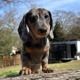 Dachshunds from All About Pets