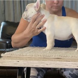 French Bulldog Puppies from Holly Womer