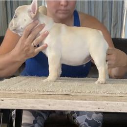 French Bulldog Puppies from Holly Womer