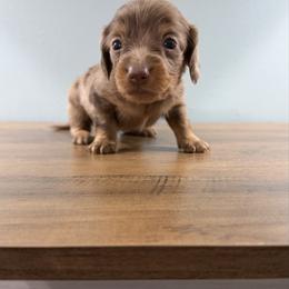Cider (Gitzy) - Dapple female Dachshund puppy in Live Oak, Florida from Johnson’s Weiner Farm