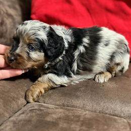 Darwin - Blue merle male Aussiedoodle puppy in Warrensburg, Missouri from Dreamer Ridge Puppies